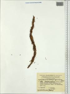 Phlegmariurus squarrosus (G. Forst.) Á. Löve & D. Löve, Австралия и Океания (AUSTR) (Новая Каледония)