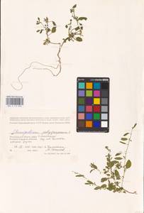 Lipandra polysperma (L.) S. Fuentes, Uotila & Borsch, Восточная Европа, Нижневолжский район (E9) (Россия)