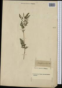 Ambrosia tenuifolia Spreng., Западная Европа (EUR) (Неизвестно)