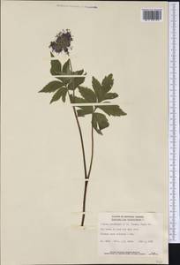 Hydrophyllum virginianum L., Америка (AMER) (Канада)