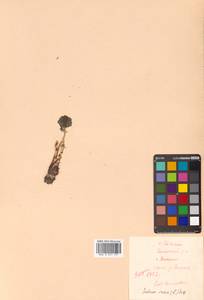 Phedimus stevenianus (Rouy & E.G.Camus) 't Hart, Сибирь, Дальний Восток (S6) (Россия)