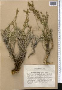 Seriphidium leucotrichum (Krasch. ex Ladyg.) Bremer & Humphries ex Y.R. Ling, Средняя Азия и Казахстан, Памир и Памиро-Алай (M2) (Таджикистан)