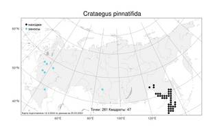 Crataegus pinnatifida, Боярышник перистораздельный Bunge, Атлас флоры России (FLORUS) (Россия)