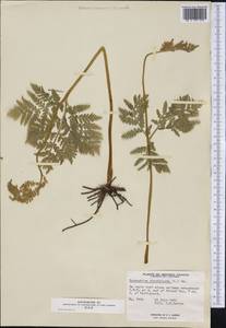 Botrypus virginianus (L.) Michx., Америка (AMER) (Канада)