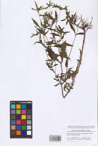 Череда сростнолопастная Muhl. ex Willd., Восточная Европа, Северо-Западный район (E2) (Россия)