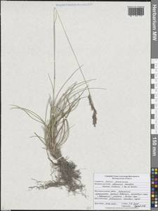 Овсяница меловая T.I.Popov ex Proskor., Восточная Европа, Центральный лесостепной район (E6) (Россия)