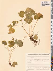 Фиалка, Сибирь, Чукотка и Камчатка (S7) (Россия)