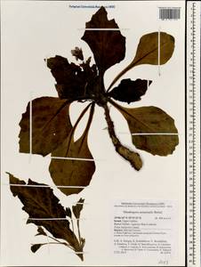 Mandragora officinarum L., Зарубежная Азия (ASIA) (Израиль)