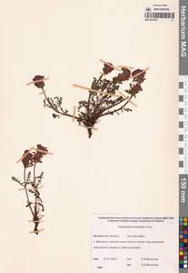 Мытник мохнатоодетый Turcz., Сибирь, Чукотка и Камчатка (S7) (Россия)