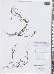 Спорыш птичий, Горец птичий  (Boreau) Berher, Западная Европа (EUR) (Франция)