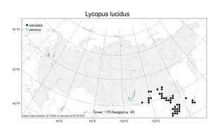 Lycopus lucidus, Зюзник блестящий Turcz. ex Benth., Атлас флоры России (FLORUS) (Россия)