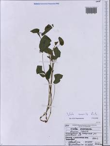 Viola canina subsp. ruppii (All.) Schübl. & G. Martens, Восточная Европа, Северо-Западный район (E2) (Россия)