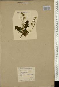 Crepis sancta subsp. sancta, Кавказ, Азербайджан (K6) (Азербайджан)