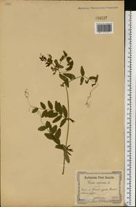 Горошек заборный L., Восточная Европа, Северо-Украинский район (E11) (Украина)