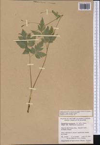 Osmorhiza purpurea (J. M. Coult. & Rose) Suksd., Америка (AMER) (Канада)