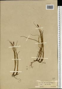Осока каменная, Осока наскальная L., Восточная Европа, Северный район (E1) (Россия)
