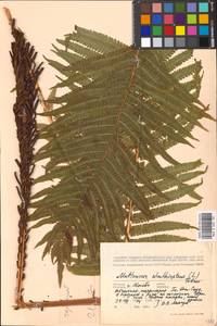 Страусник обыкновенный (L.) Tod., Восточная Европа, Московская область и Москва (E4a) (Россия)