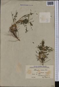 Astragalus parnassi subsp. parnassi, Западная Европа (EUR) (Северная Македония)