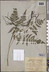 Орляк обыкновенный (L.) Kuhn, Сибирь, Дальний Восток (S6) (Россия)