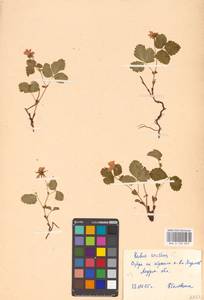 Малина арктическая, Княженика, Поленика L., Восточная Европа, Северный район (E1) (Россия)