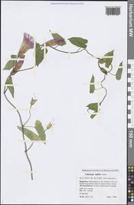 Calystegia sepium subsp. americana (Sims) Brummitt, Сибирь, Прибайкалье и Забайкалье (S4) (Россия)