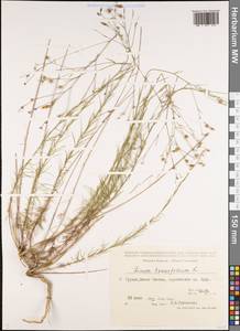 Лен тонколистный L., Кавказ, Грузия (K4) (Грузия)