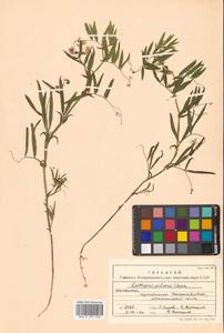 Lathyrus palustris subsp. palustris, Сибирь, Чукотка и Камчатка (S7) (Россия)