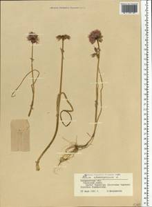 Лук скорода, Шнитт-лук L., Восточная Европа, Западно-Украинский район (E13) (Украина)