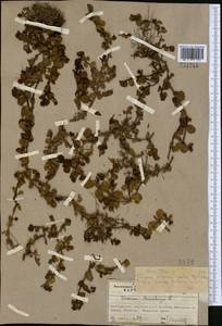 Вероника поточная L., Средняя Азия и Казахстан, Северный и Центральный Тянь-Шань (M4) (Казахстан)