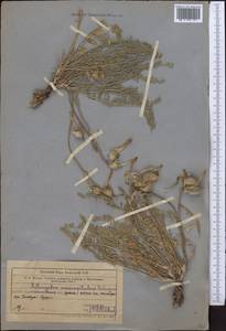 Астрагал крупнолепестковый Schrenk, Средняя Азия и Казахстан, Западный Тянь-Шань и Каратау (M3) (Казахстан)