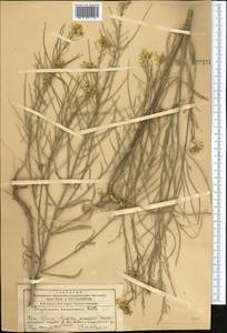 Желтушник развесистый Ehrh., Средняя Азия и Казахстан, Западный Тянь-Шань и Каратау (M3) (Казахстан)