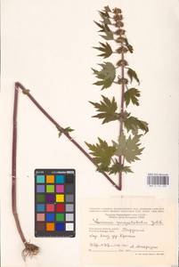 MHA 0 154 689, Пустырник пятилопастный Gilib., Восточная Европа, Центральный район (E4) (Россия)