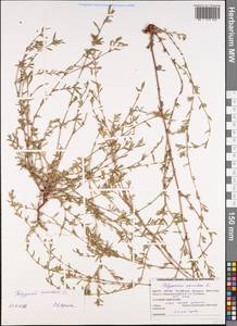 Спорыш обыкновенный вытаптываемый (Lindm.) Wissk., Восточная Европа, Белоруссия (E3a) (Белоруссия)