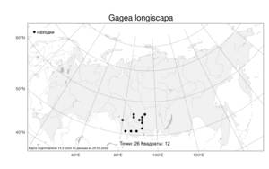 Gagea longiscapa, Гусиный лук длиннострелковый Grossh., Атлас флоры России (FLORUS) (Россия)