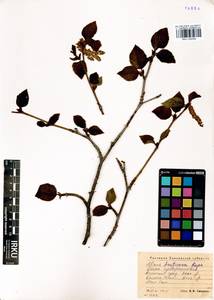 Ольховник кустарниковый, Ольха кустарниковая (Rupr.) Raus, Сибирь, Алтай и Саяны (S2) (Россия)