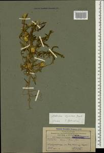 Amberboa iljiniana Grossh., Кавказ, Азербайджан (K6) (Азербайджан)