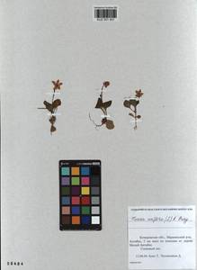 KUZ 001 931, Одноцветка крупноцветковая (L.) A. Gray, Сибирь, Алтай и Саяны (S2) (Россия)