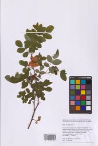 Шиповник майский Herrm., Восточная Европа, Московская область и Москва (E4a) (Россия)