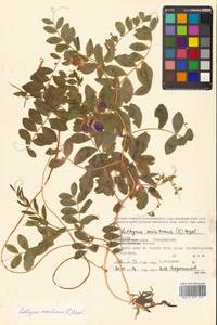 Lathyrus japonicus var. maritimus (L.) J.T.Kartesz & Gandhi, Сибирь, Дальний Восток (S6) (Россия)