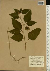 Alkekengi officinarum Moench, Восточная Европа, Западно-Украинский район (E13) (Украина)