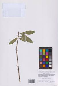 Волчеягодник обыкновенный, Волчье лыко L., Восточная Европа, Московская область и Москва (E4a) (Россия)