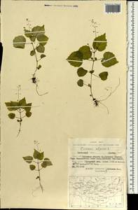 Двулепестник альпийский L., Монголия (MONG) (Монголия)