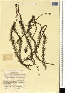 Уруть мутовчатая L., Кавказ, Азербайджан (K6) (Азербайджан)