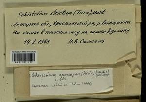 Schistidium apocarpum (Hedw.) Bruch & Schimp., Гербарий мохообразных, Мхи - Центральное Черноземье (B10) (Россия)