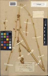 Haussknechtia elymaitica Boiss., Зарубежная Азия (ASIA) (Иран)