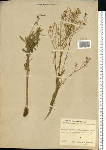 Rorippa × armoracioides (Tausch) Fuss, Восточная Европа, Центральный район (E4) (Россия)