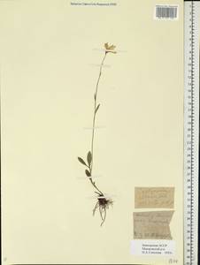 Campanula stevenii subsp. altaica (Ledeb.) Fed., Восточная Европа, Восточный район (E10) (Россия)