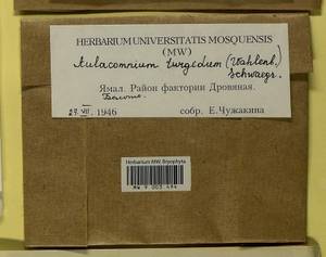 Aulacomnium turgidum (Wahlenb.) Schwägr., Гербарий мохообразных, Мхи - Западная Сибирь (включая Алтай) (B15) (Россия)