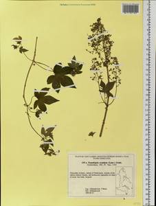 Humulus scandens (Lour.) Merr., Сибирь, Дальний Восток (S6) (Россия)