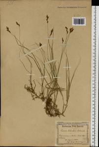 Осока ранняя Schreb., Восточная Европа, Северо-Украинский район (E11) (Украина)